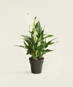 Spathiphyllum wallisii