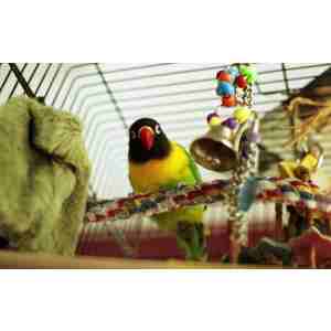 Agapornis personatus  pet in cage with toys 8a 300x300 1