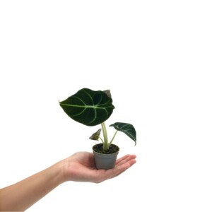 Alocasia Black Velvet