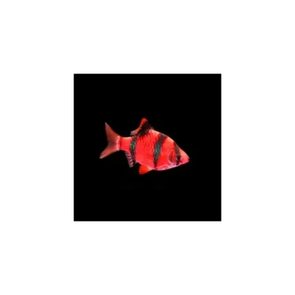 Barbus Tetrazona Salfire Red