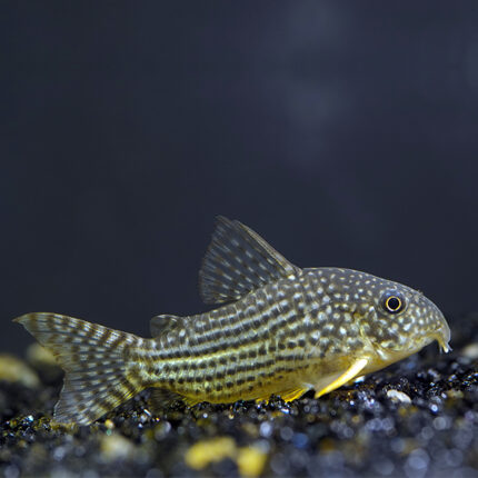 Corydoras sterbai