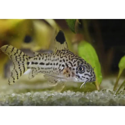 Corydoras julii