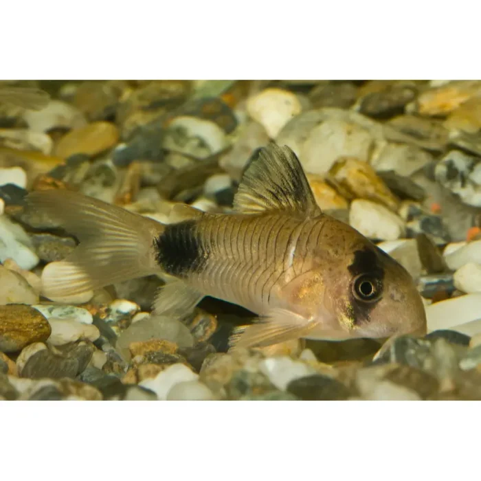 Corydoras Panda